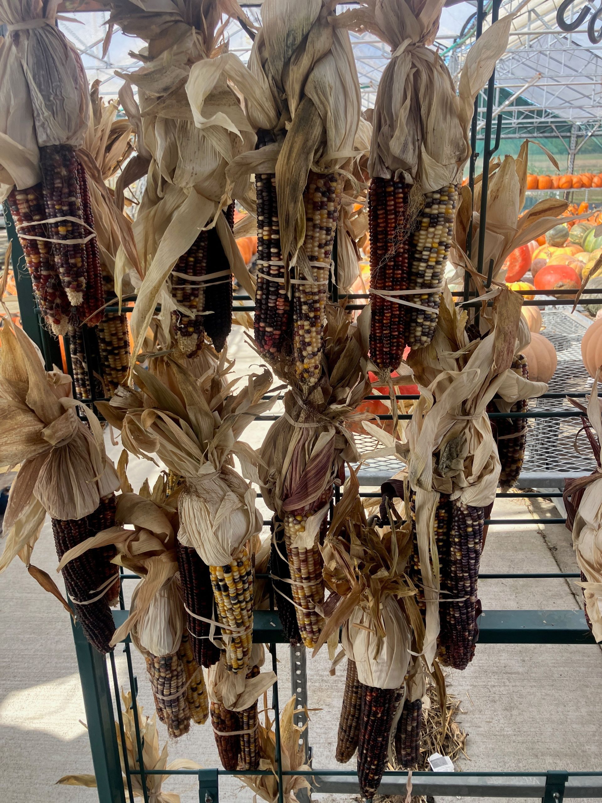 A bunch of corn on the cob hanging from a wire rack.