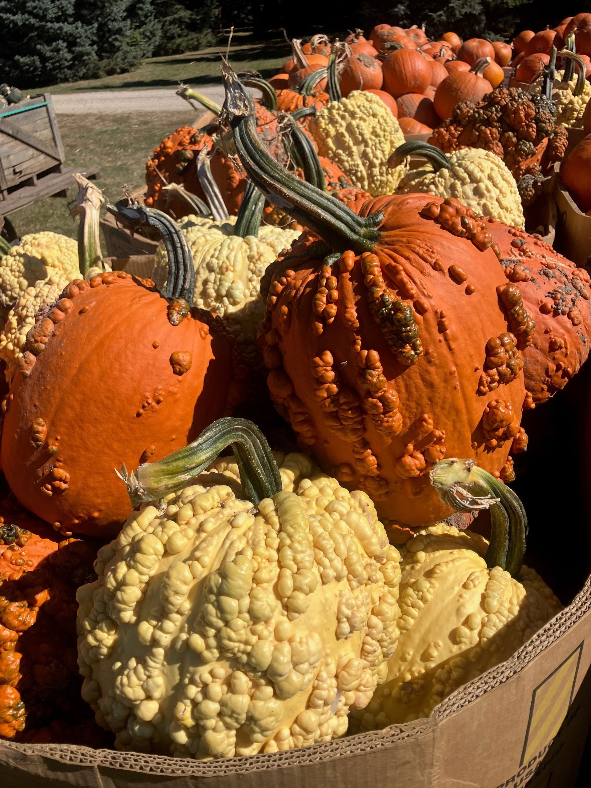 A bunch of pumpkins are sitting in a basket.