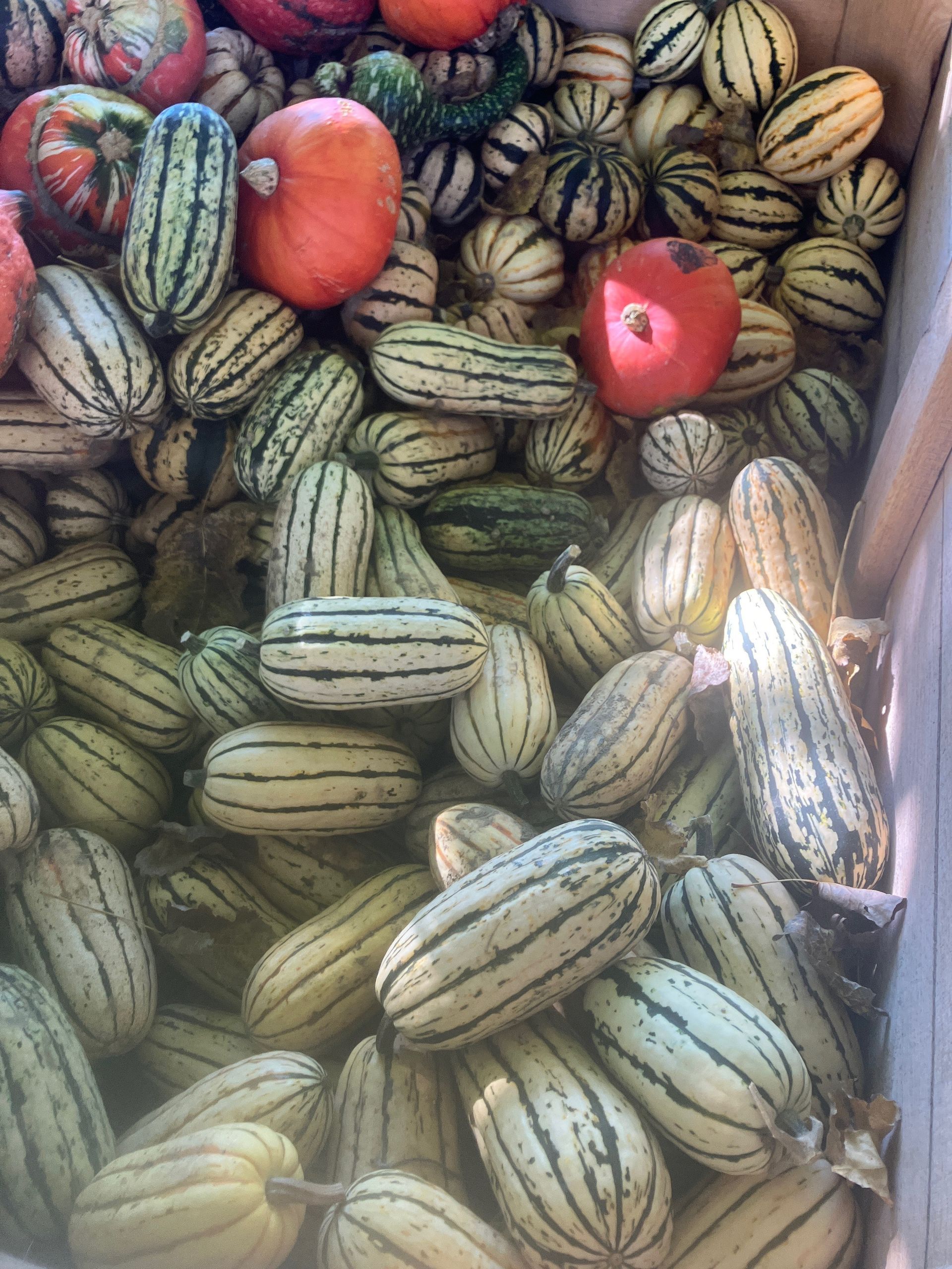 A box filled with a variety of squash and pumpkins.