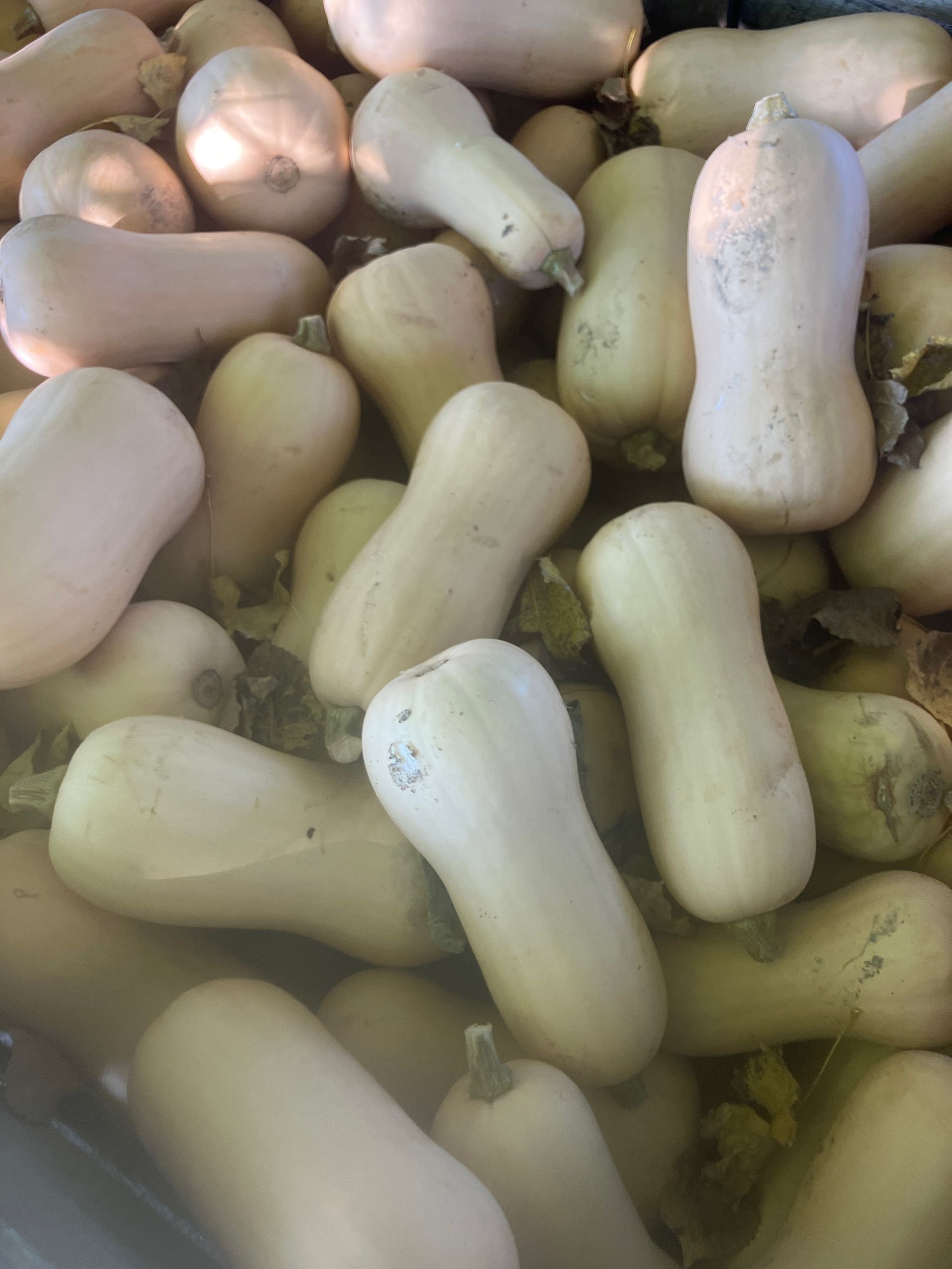 A pile of butternut squash is sitting on a table.
