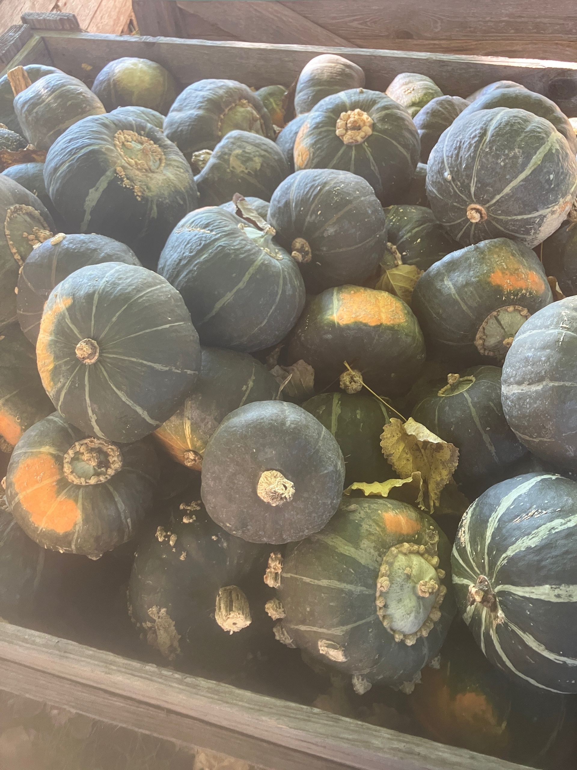 A wooden box filled with lots of green pumpkins.
