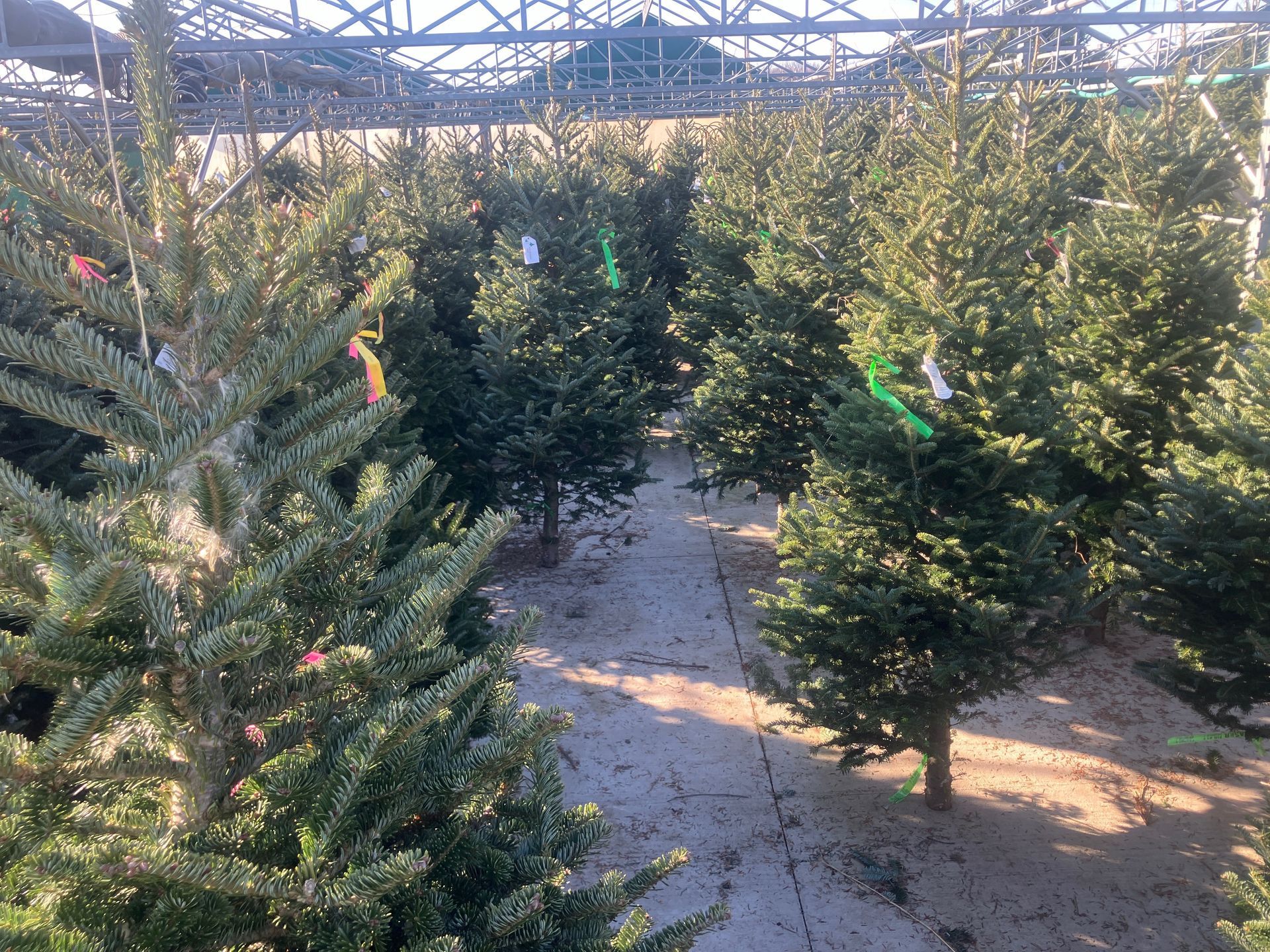 A row of christmas trees are lined up in a field.
