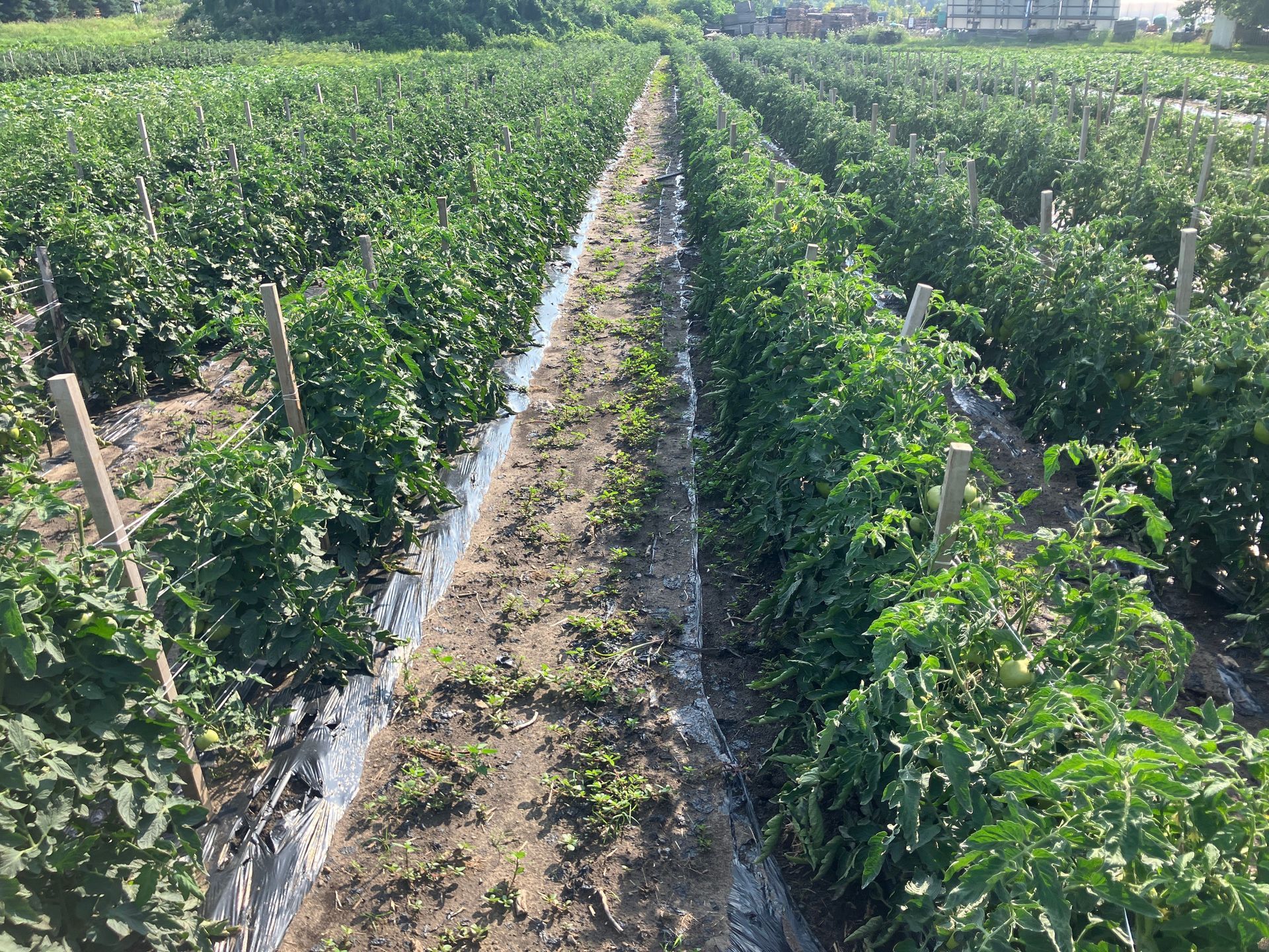 A row of tomato plants growing in a field.