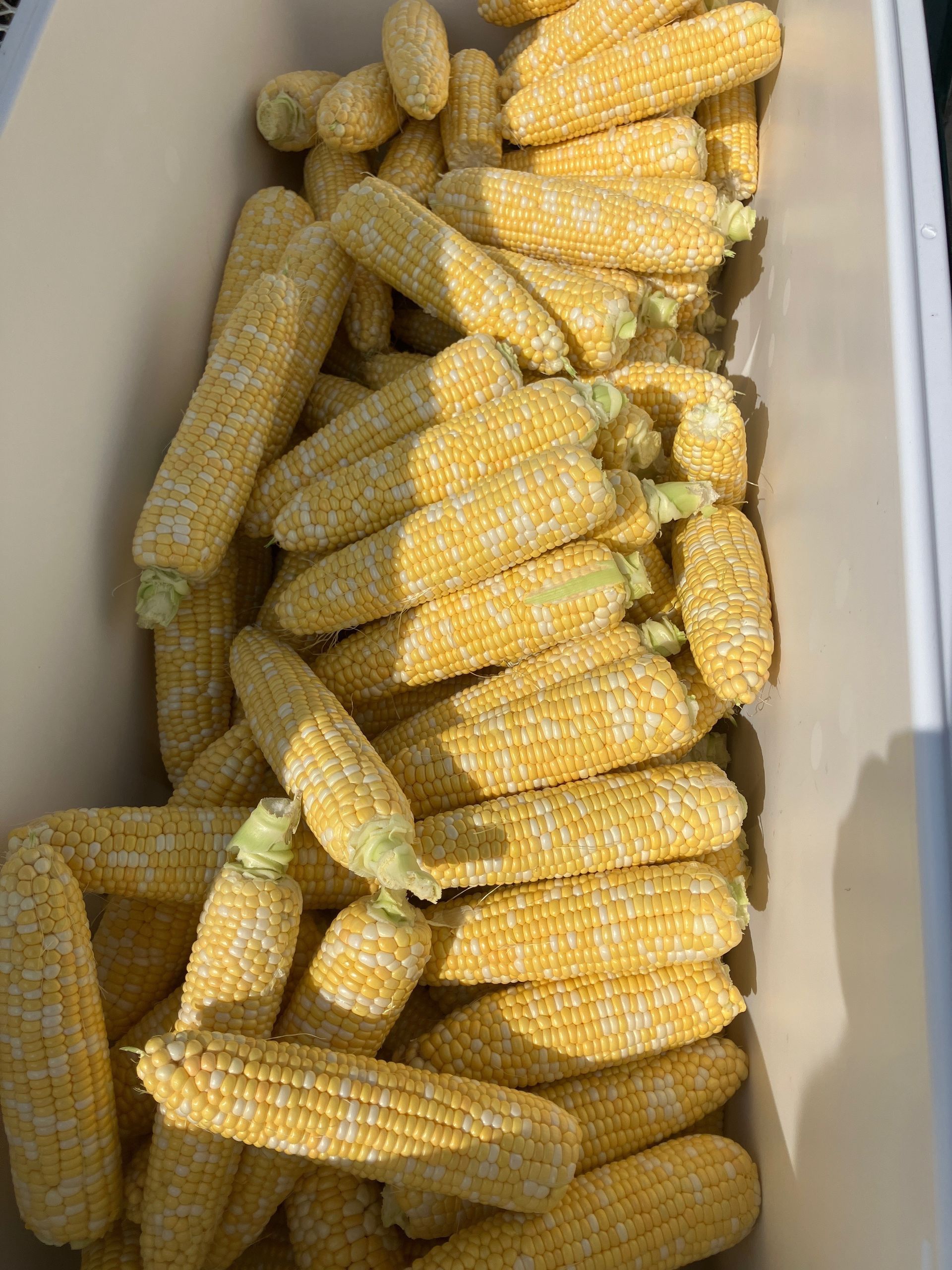 A white cooler filled with corn on the cob.
