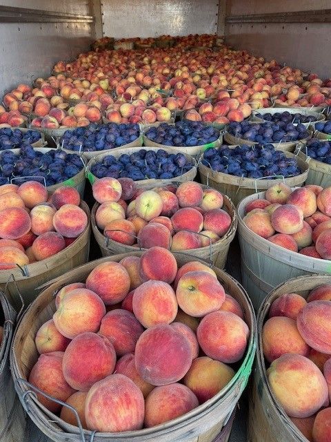 A bunch of baskets filled with peaches and plums.
