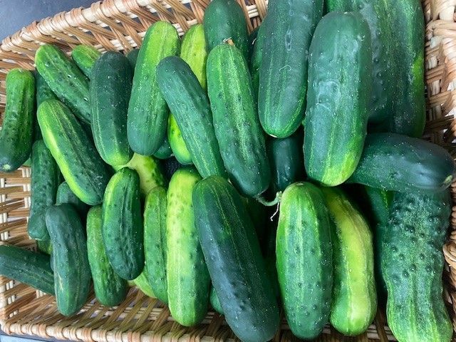 A basket filled with cucumbers is sitting on a table.
