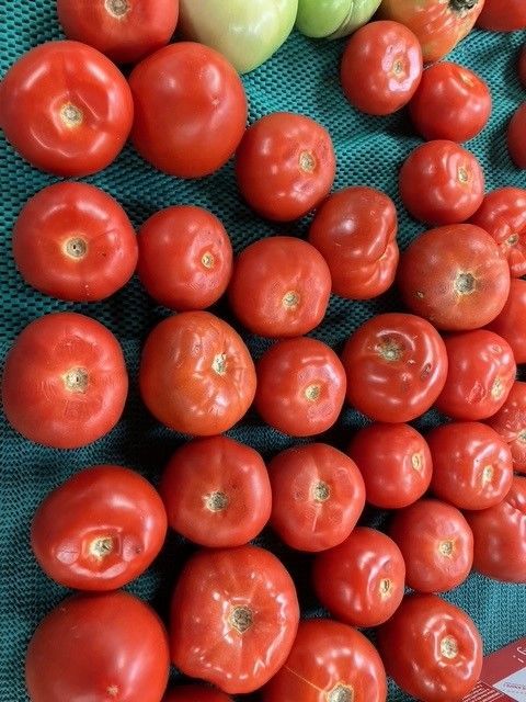 A bunch of tomatoes on a green cloth