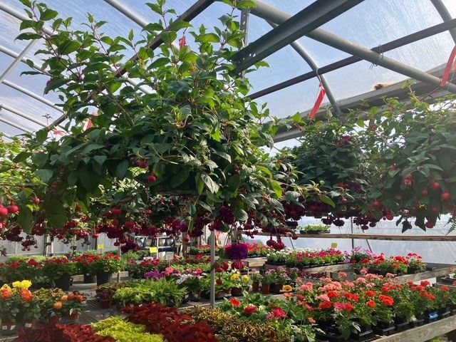A greenhouse filled with lots of flowers and plants