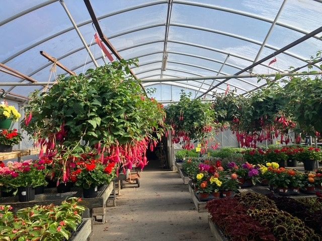 A greenhouse filled with lots of flowers and plants.