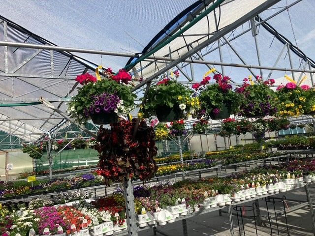 A greenhouse filled with lots of hanging baskets of flowers