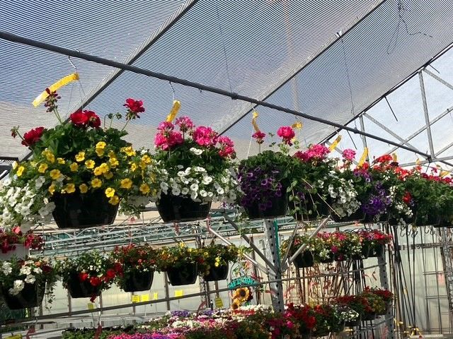 A greenhouse filled with hanging baskets of flowers
