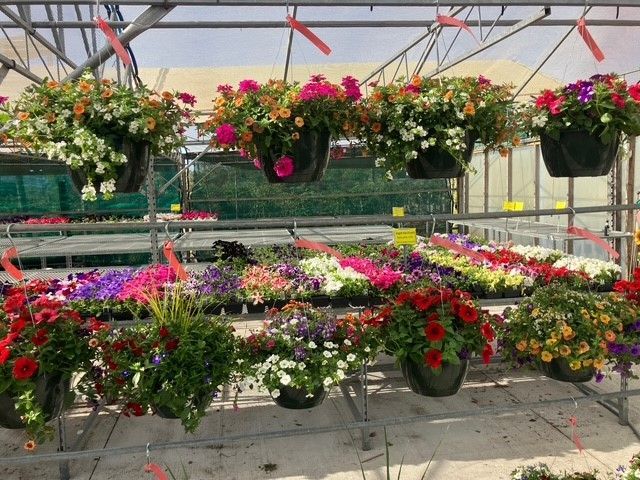 A greenhouse filled with hanging baskets of flowers