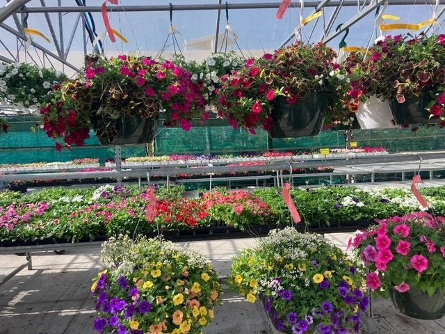 A greenhouse filled with lots of hanging baskets of flowers.
