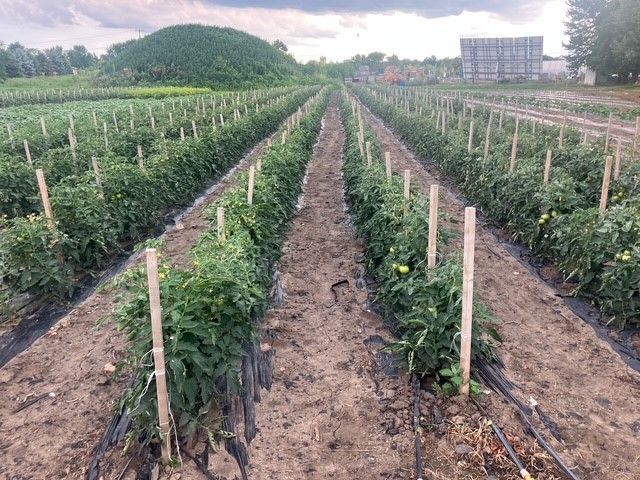 A row of tomato plants growing in a field.