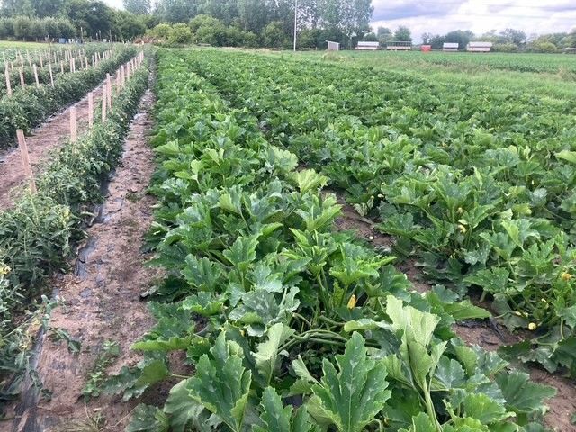 Rows of green plants are growing in a field.