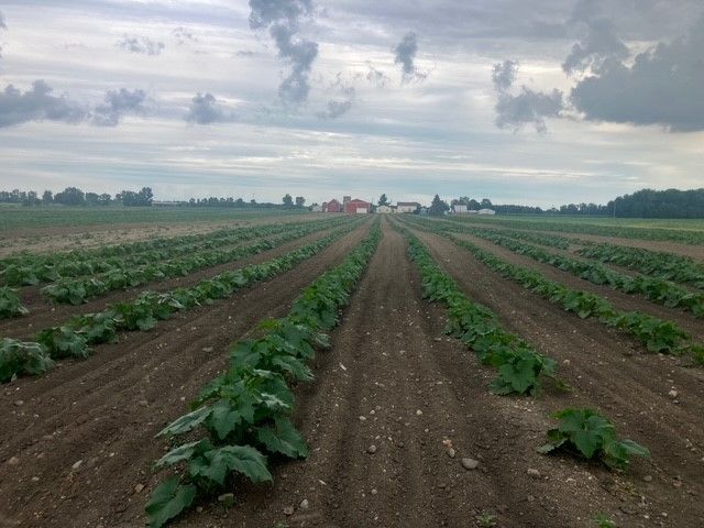 A row of plants growing in a field with a cloudy sky in the background.
