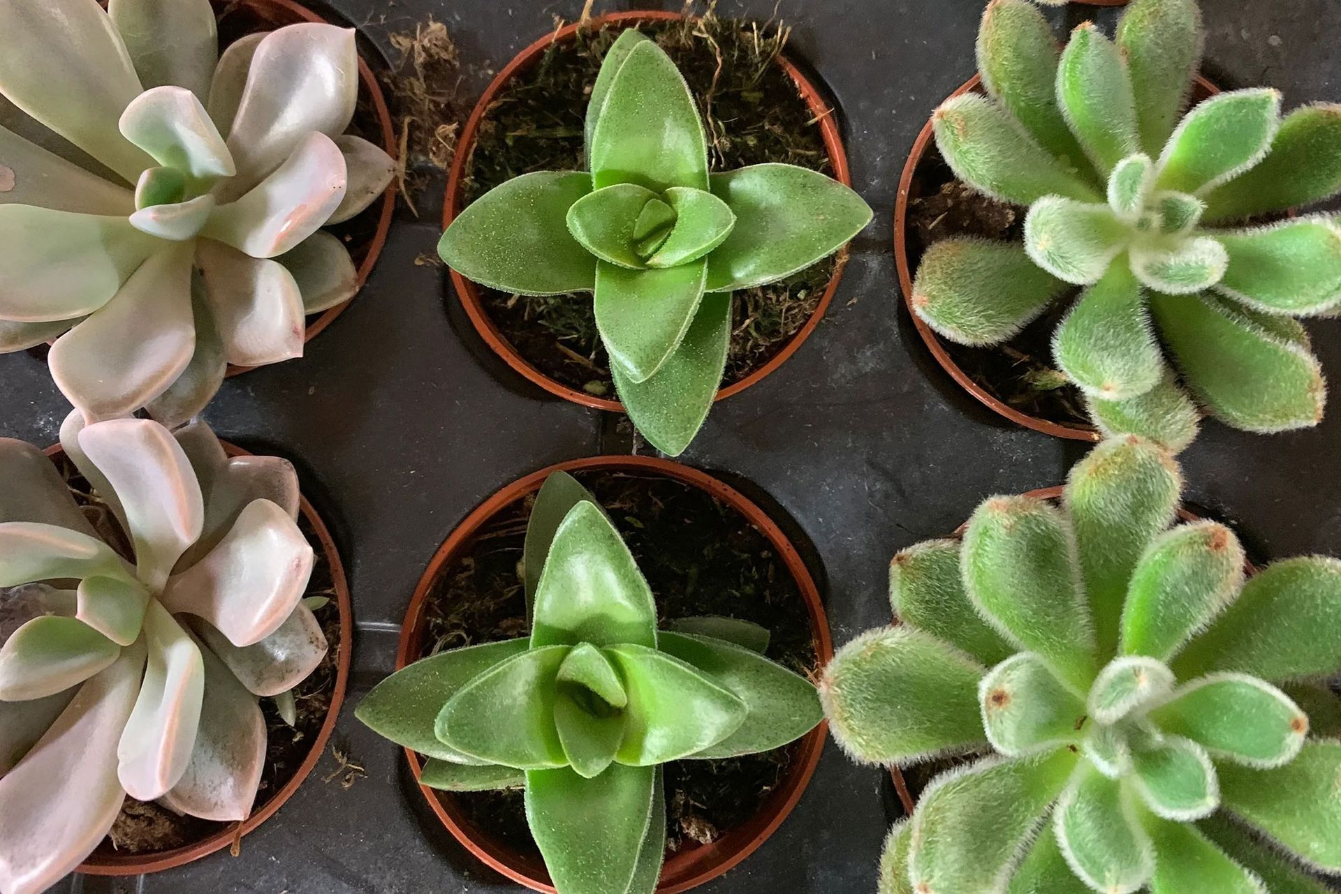 A group of small potted succulents are sitting on a table.