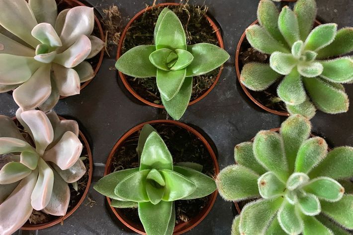 A group of small potted succulents are sitting on a table.