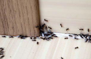 house ants