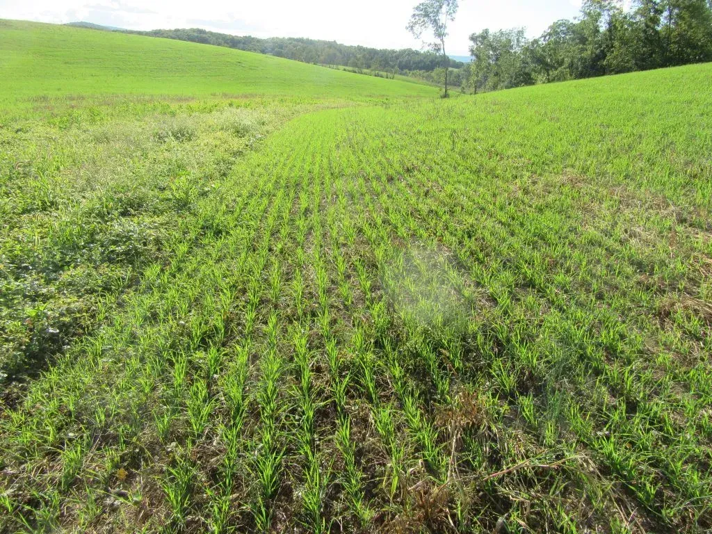A field of green grass with a tree in the background.