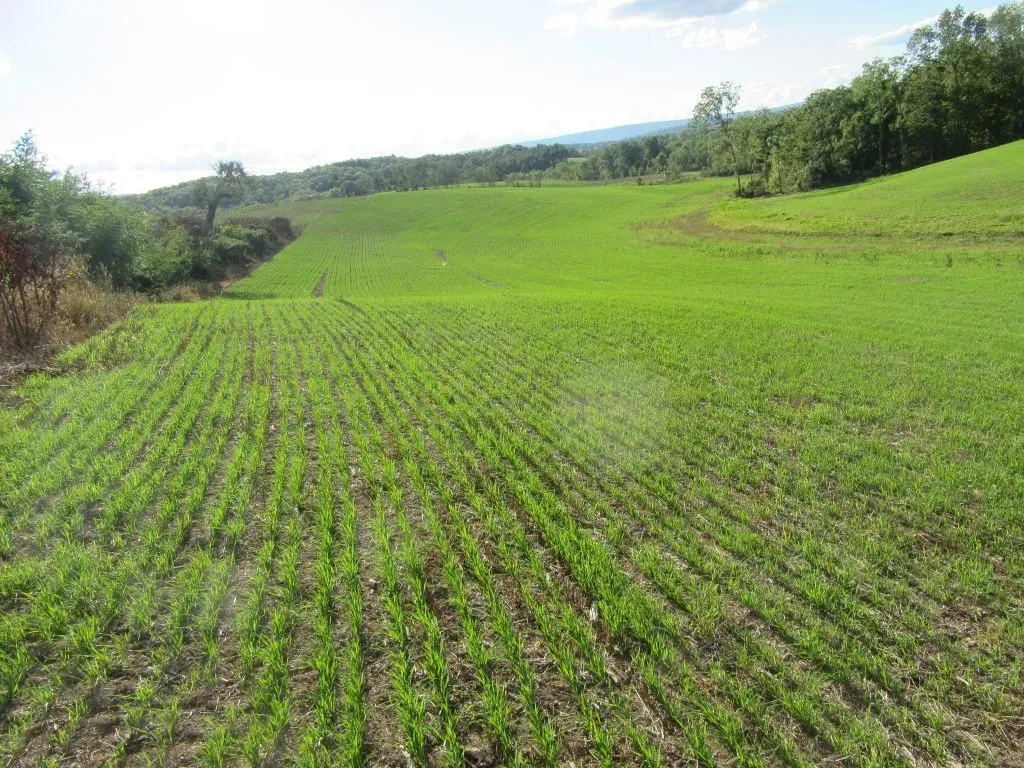 A large green field with rows of plants growing in it.