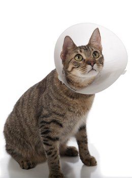 Tabby cat in a cone