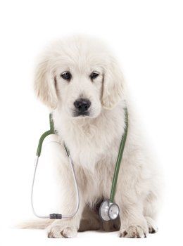White dog with stethoscope