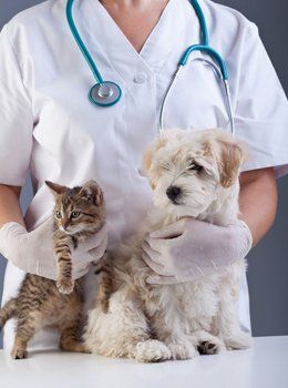 Veterinarian holding a cat and a dog