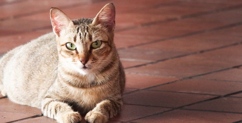 Cat sitting on tile floor