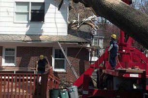 Tree Removal  Service