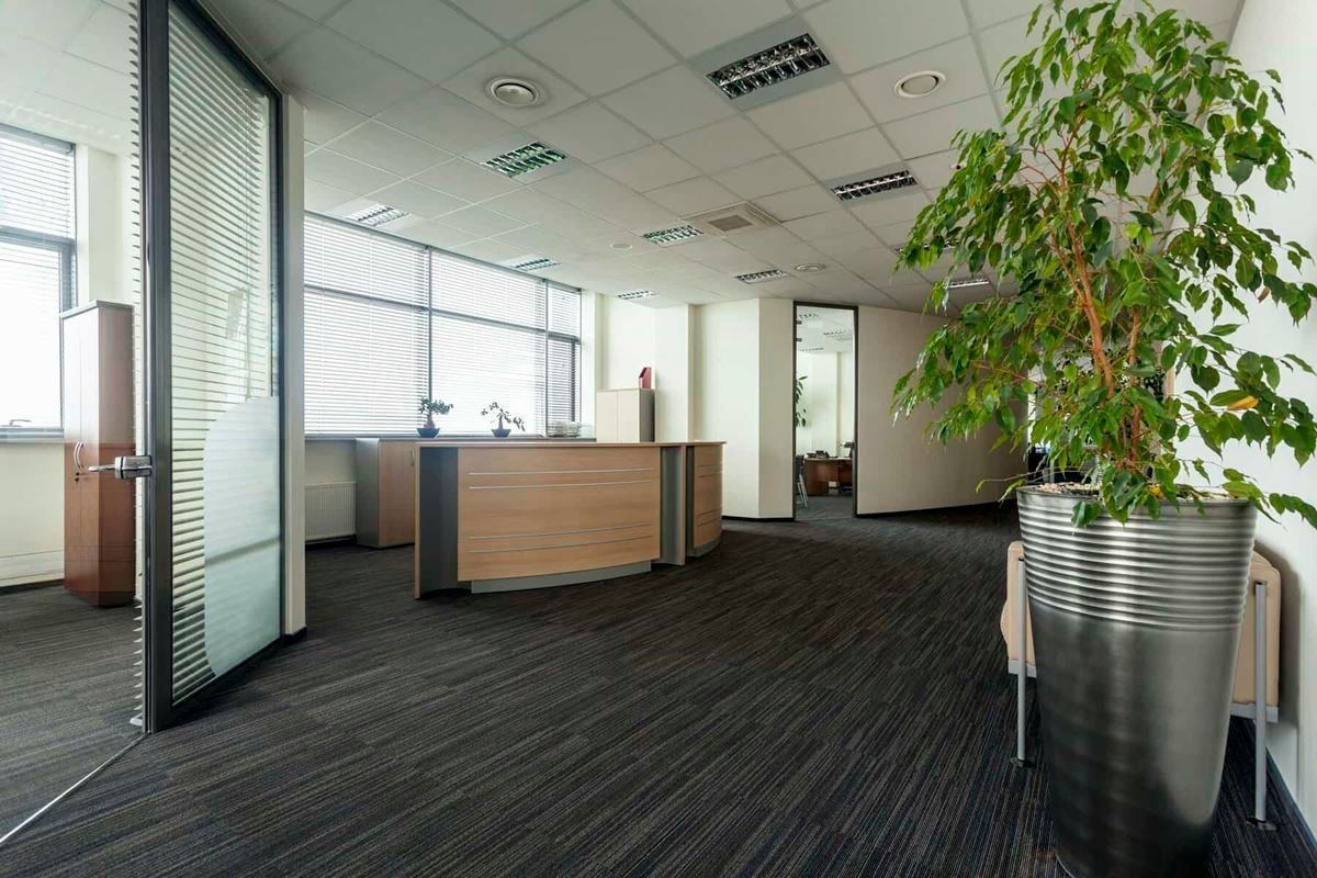 A large empty office with a plant in the middle