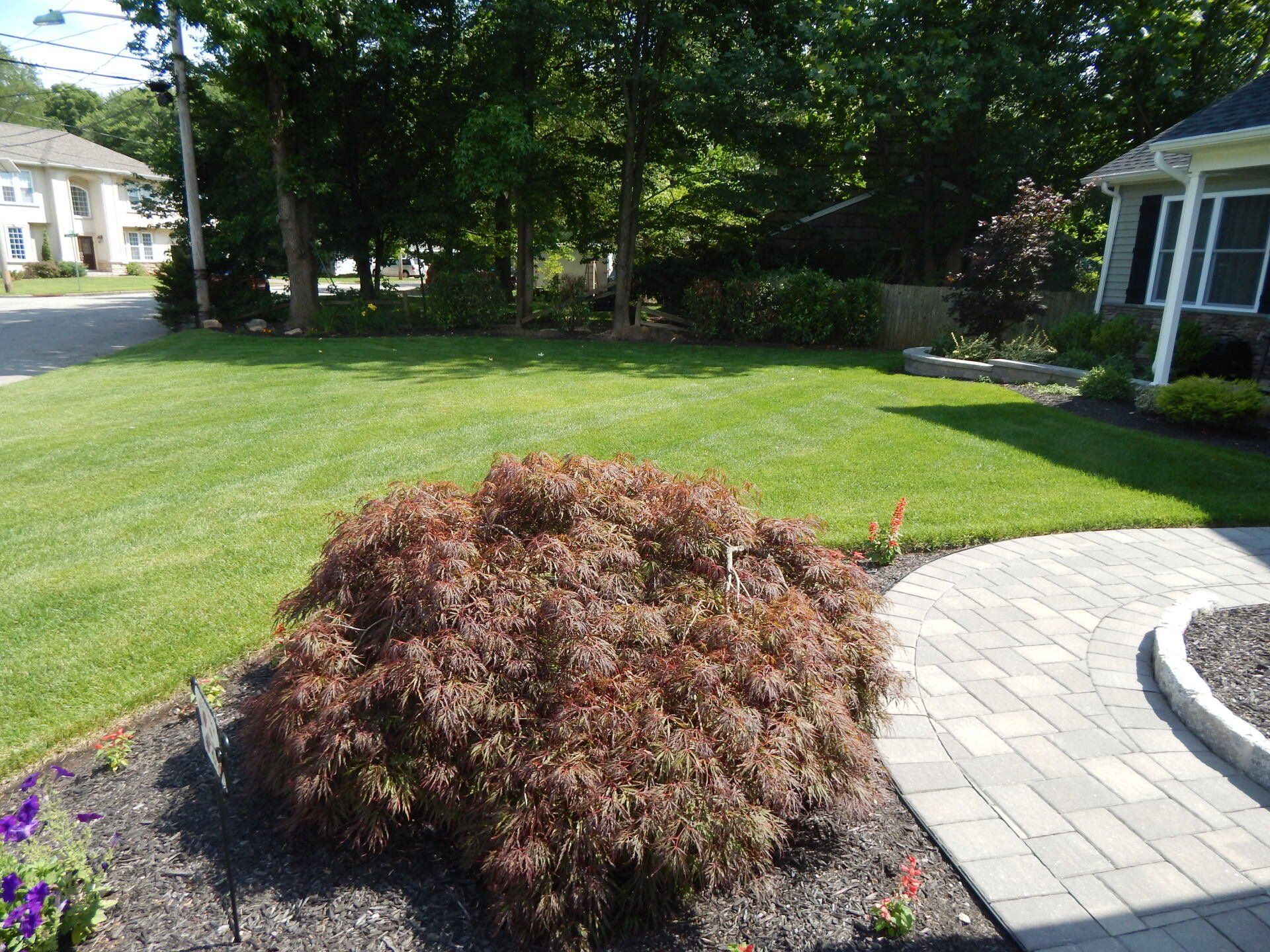 newly trimmed front door lawn garden