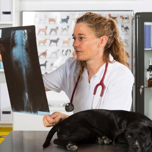 Learn More About Radiology Radiology