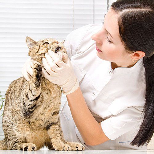 Learn More About Pet Dental Care