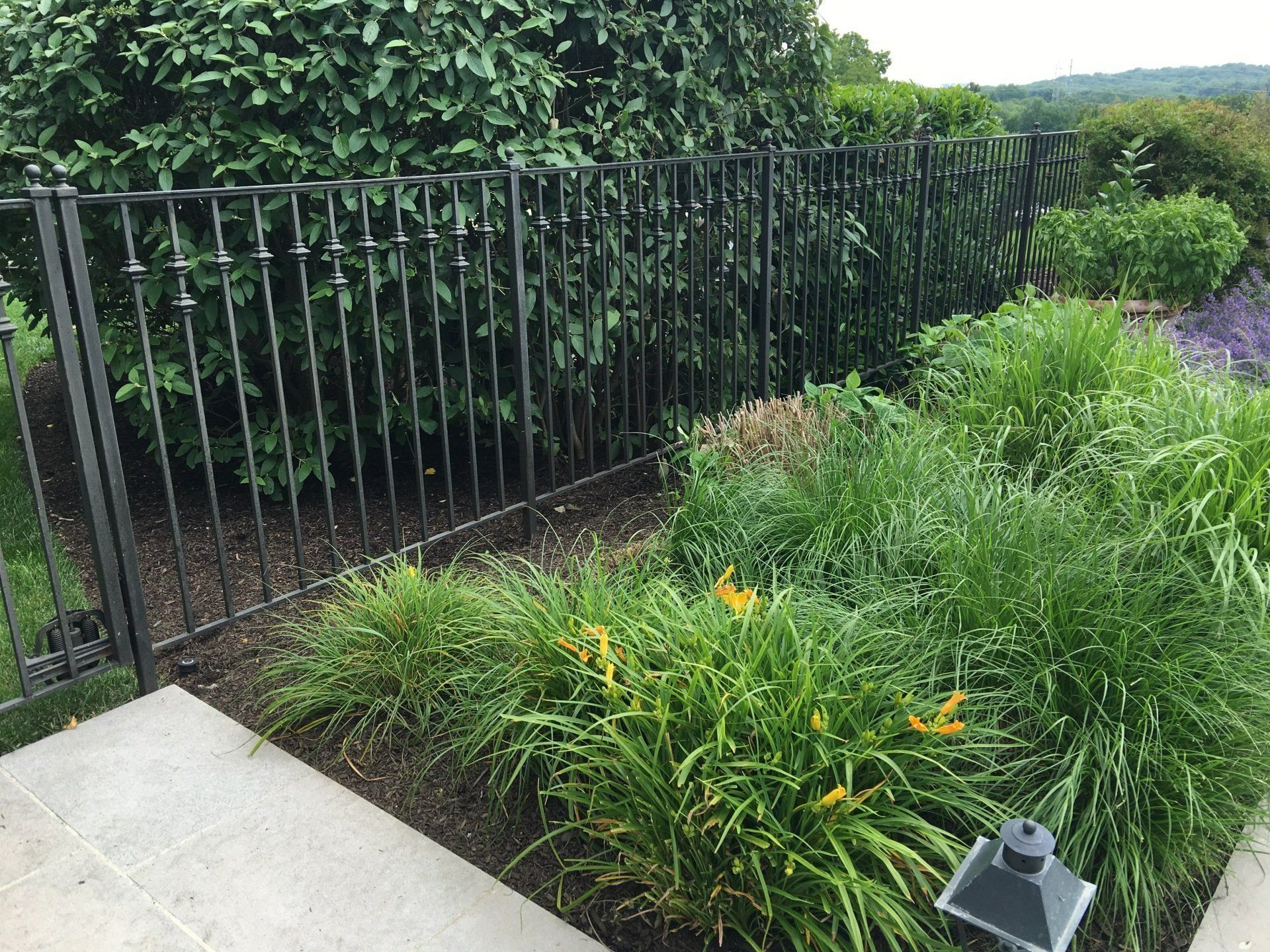 Black metal fence separating a garden with green plants and a concrete walkway.