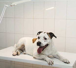 Lying Dog