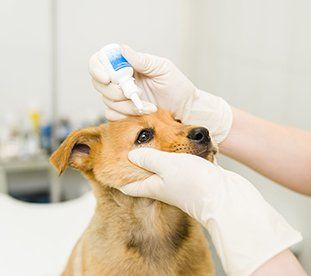 Veterinary Care