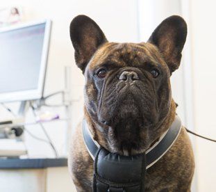 Dog in hospital