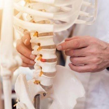 A person is holding a model of a human spine.