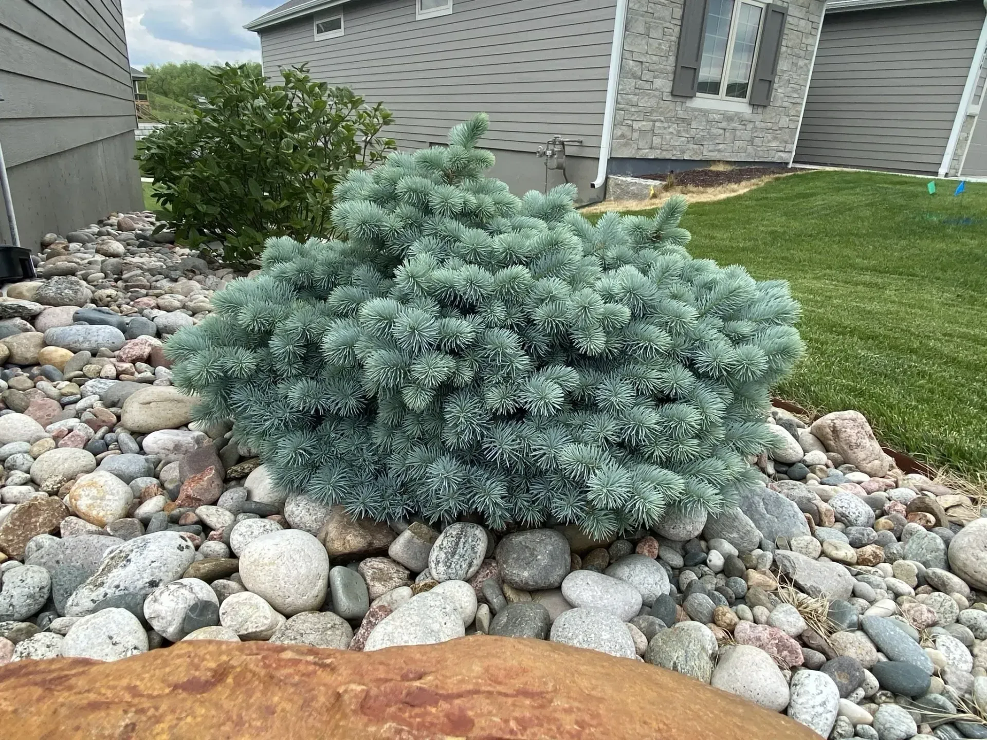 A mound-shaped, blue-toned dwarf spruce plant sits in a landscape bed filled with decorative river rocks.