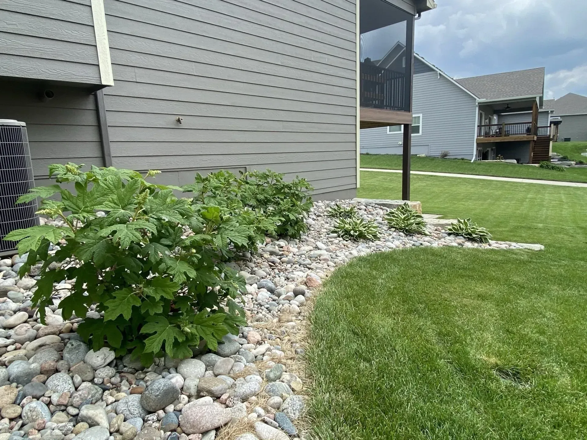 Green shrubs with lobed leaves growing in a rocky landscape bed next to a grey house with a screened porch.