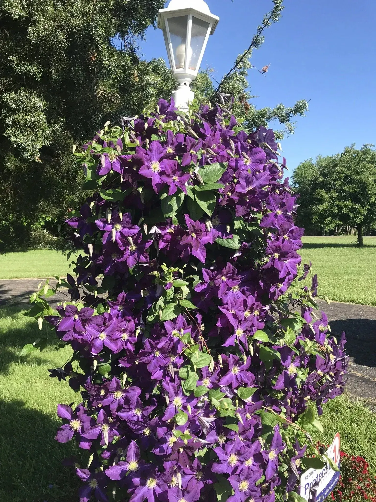 A vibrant purple clematis vine climbs a white lamp post in a sunlit garden.