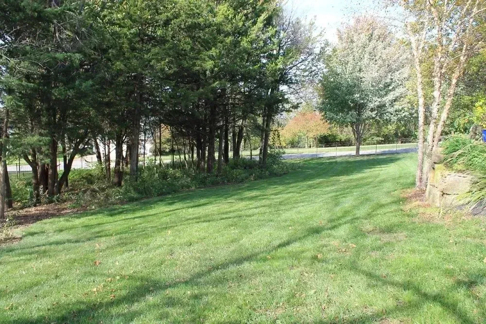 A sunny, grass-covered yard transitions into a dense grove of evergreen trees with a gravel path visible in the distance.