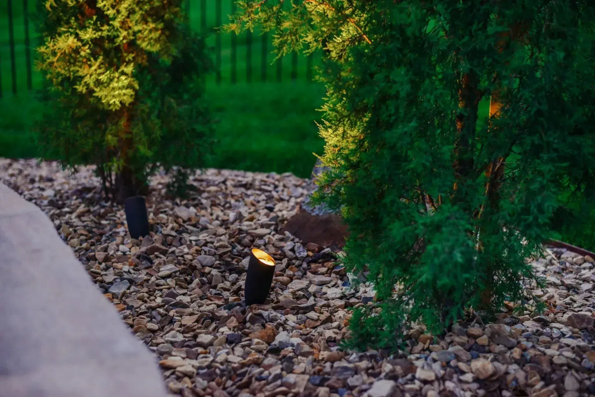 Landscape lighting illuminates two green conifer shrubs in a backyard gravel bed at twilight.