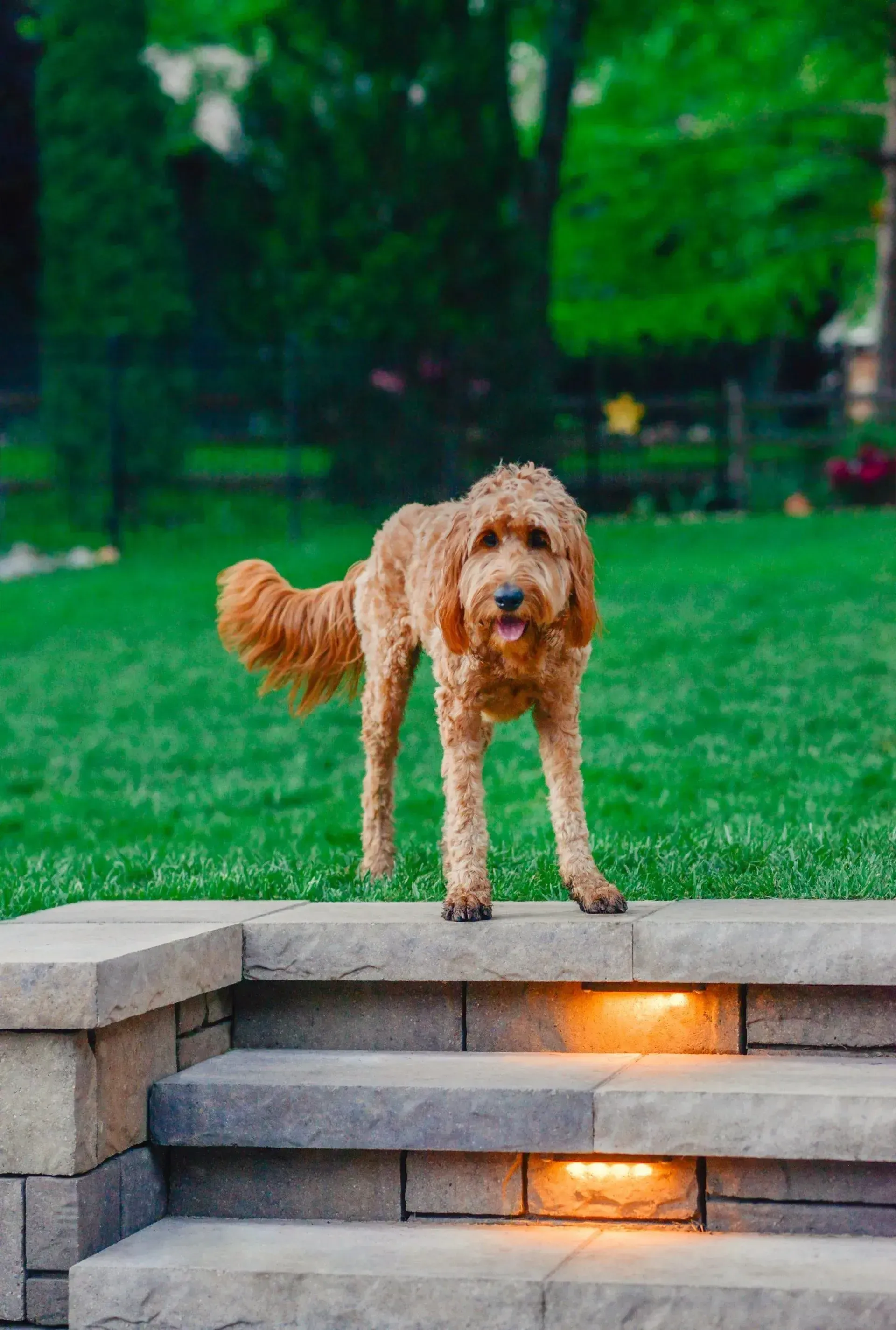 A golden-brown curly-haired dog standing on stone steps outdoors, facing forward with its tongue slightly out.