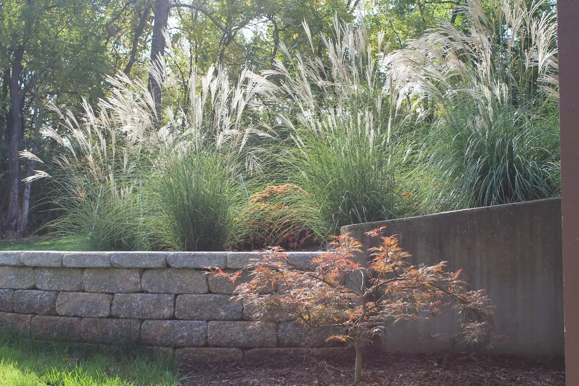 A tiered stone retaining wall with tall, feathery ornamental grasses and a small red Japanese maple tree.