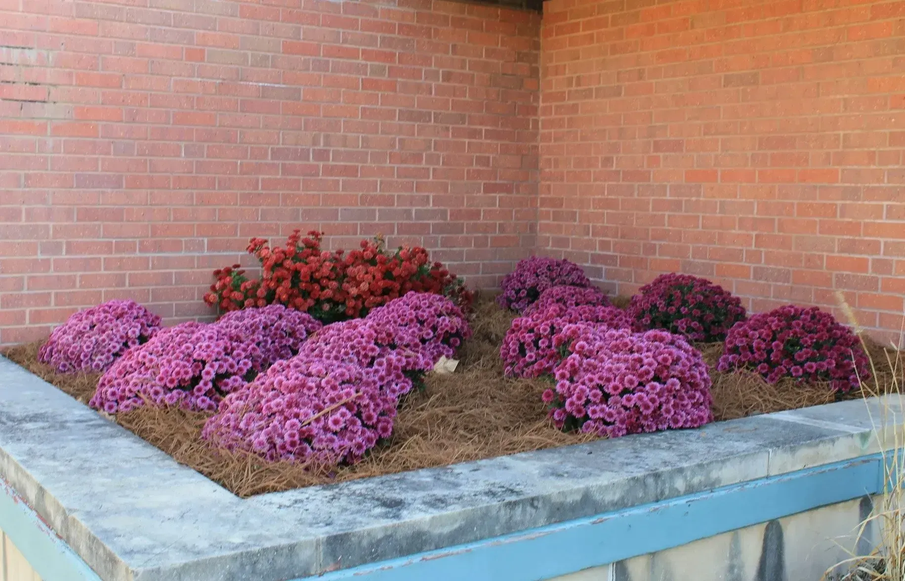 Purple and orange mums bloom in a raised planter bed against a brick wall.