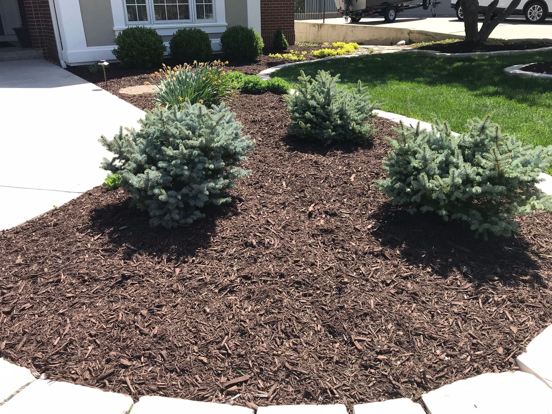 A landscaped garden bed featuring three blue-green globe spruce shrubs surrounded by brown mulch and a stone border.