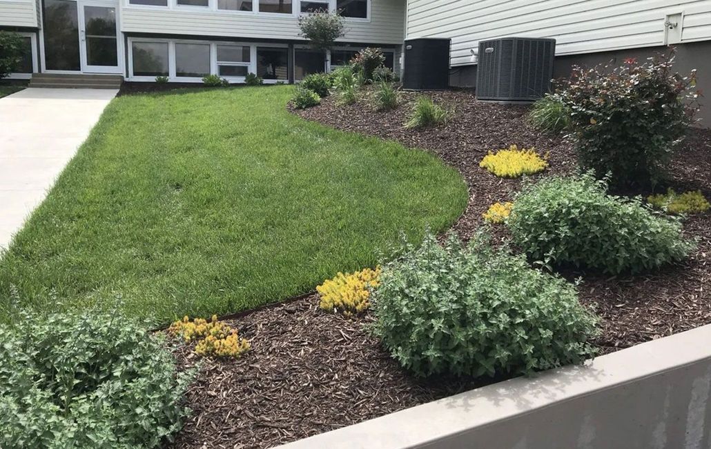 A landscaped garden with a curved lawn, wood mulch, small green shrubs, yellow plants, and HVAC units by a building.