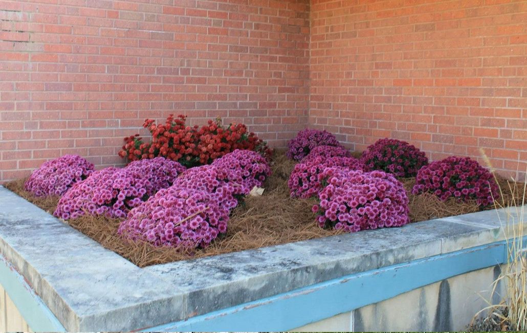 A garden bed against a red brick corner wall features several rounded clusters of deep magenta and burnt orange mums.